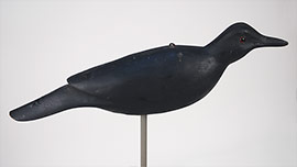 Crow by Harry V. Shourds II of Cape May County, New Jersey.