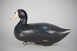Coot decoy, ca. 1950s, with a slightly turned head and slight gunning wear by Madison Mitchell.